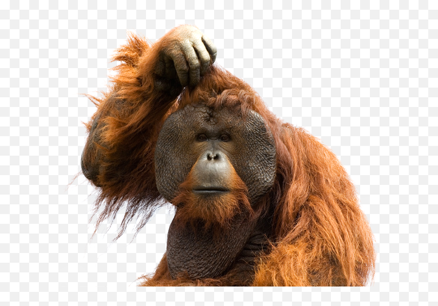 The Most Edited Orangutan Picsart Emoji,Orangutan Emoji