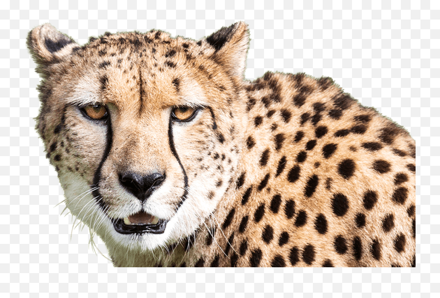 Cheetah - Big Emoji,Cheetah Tiger Alligator Emoji