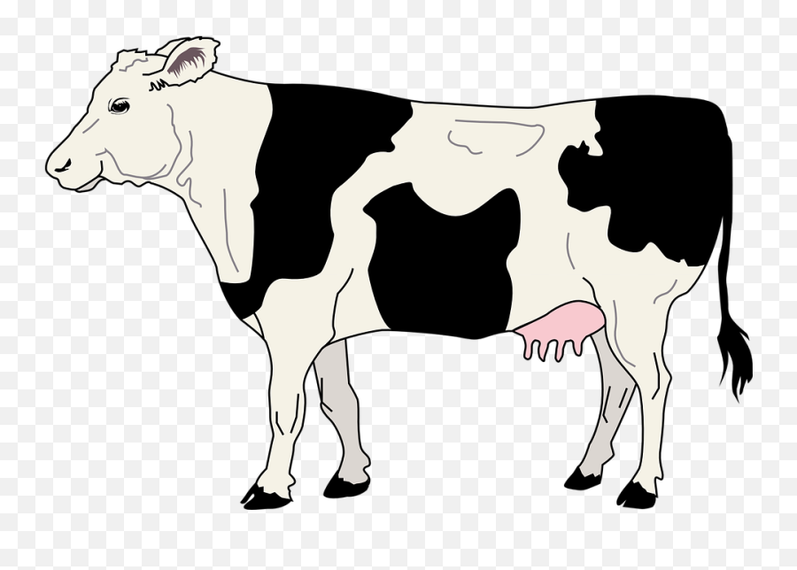 Cow Clipart Cow Indian Cow Cow Indian - Transparent Background Cow Black And White Clipart Emoji,Holy Cow Emoji