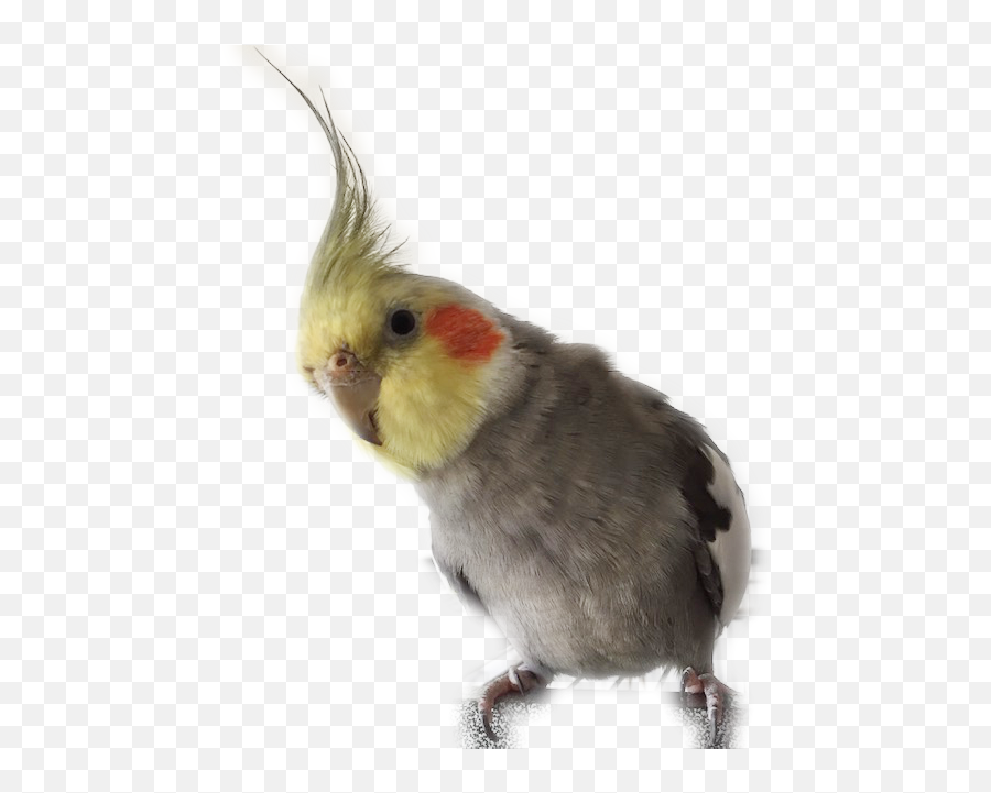 Parrot Behaviour - Cockatiel Emoji,Cockatiel Emotions