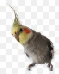 Parrot Behaviour - Cockatiel Emoji,Cockatiel Emotions