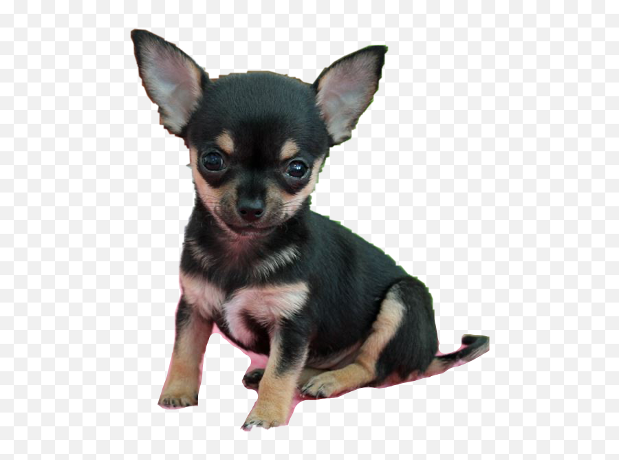 Chihuahua Dog Aww Puppy Sticker - Vulnerable Native Breeds Emoji,Chihuahua Emoji