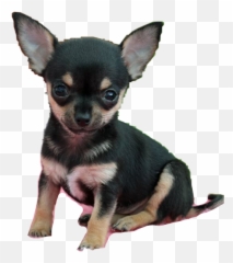 Chihuahua Dog Aww Puppy Sticker - Vulnerable Native Breeds Emoji,Chihuahua Emoji