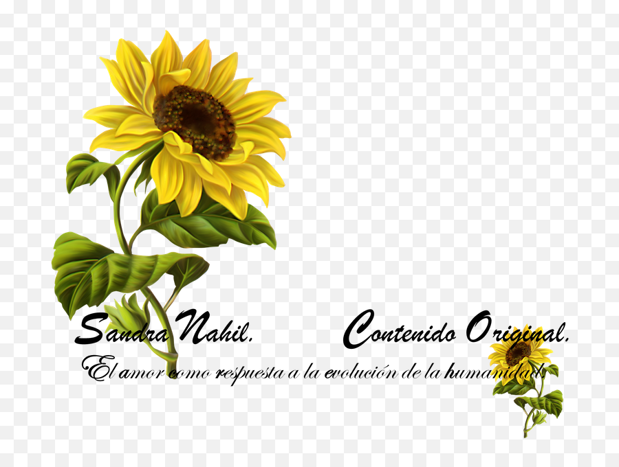 Sunflower Botanical Drawing Emoji,Emoticon Trabajando De Noche Tarde Dibujo