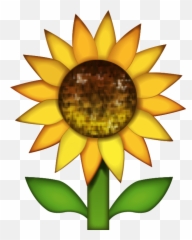 Download Sunflower Emoji Image In Png - Sunflower Iphone Emoji Png,Grass Emoji