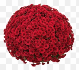 Belgian Mums Lava Red - Lava Red Mum Emoji,Abelia 'sweet Emotion'