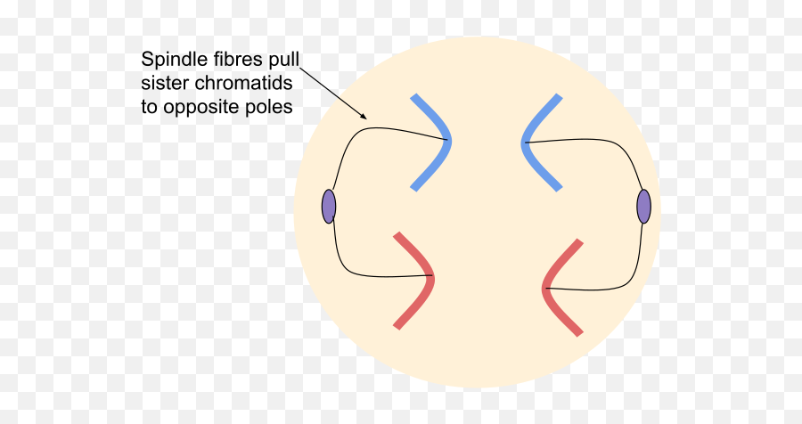 Mitosis Wiki Thereaderwiki Emoji,Scott Hall Emoticon