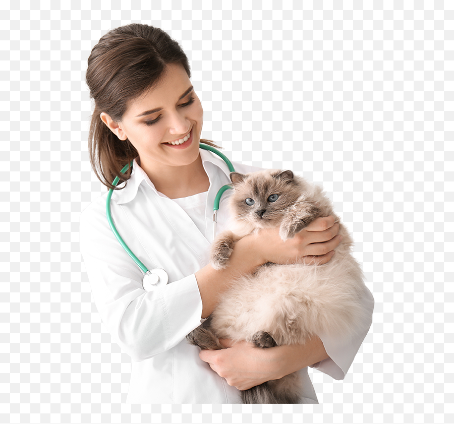 Cat Friendly Homes You Care We Care Cat Care Find It Here Emoji,Stethoscope Facebook Emoticons