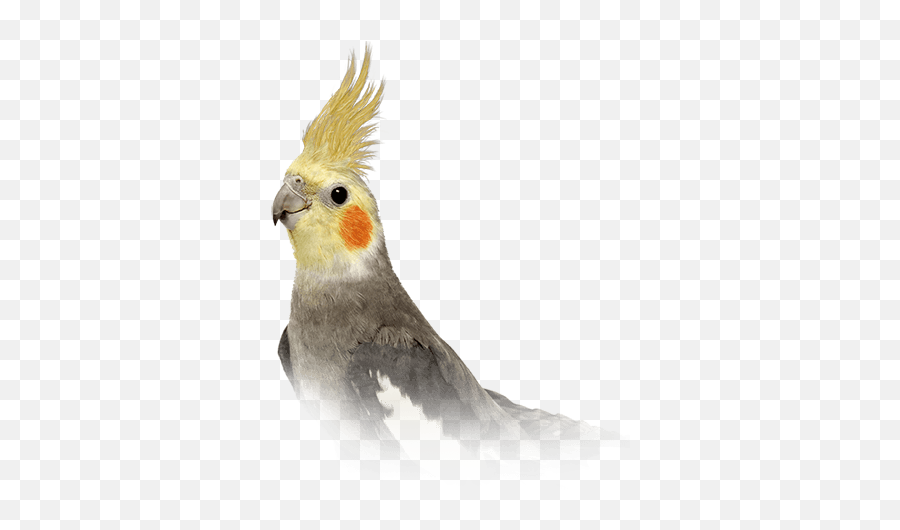 Food Care - Cockatiel Transparent Emoji,Cockatiel Emotions