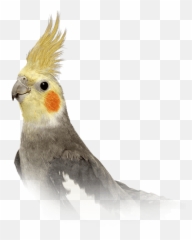 Food Care - Cockatiel Transparent Emoji,Cockatiel Emotions