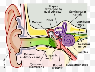Psychology - Middle Ear Anatomy Emoji,James Lange Theory Of Emotion
