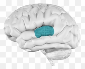 What Happens When - Brain Emoji,Anatomy Of Emotions