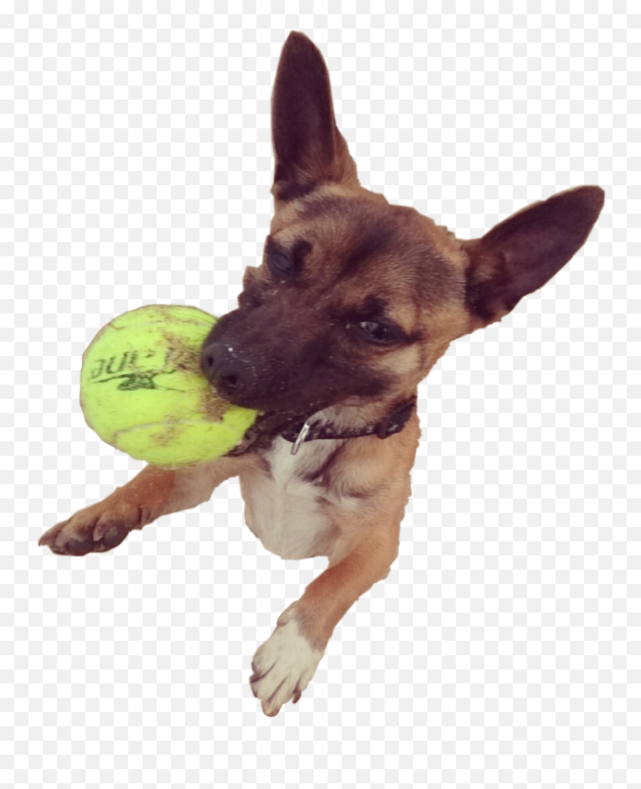 The Most Edited Dogu0027slife Picsart - Dog Toy Emoji,Emoji Dog Ball