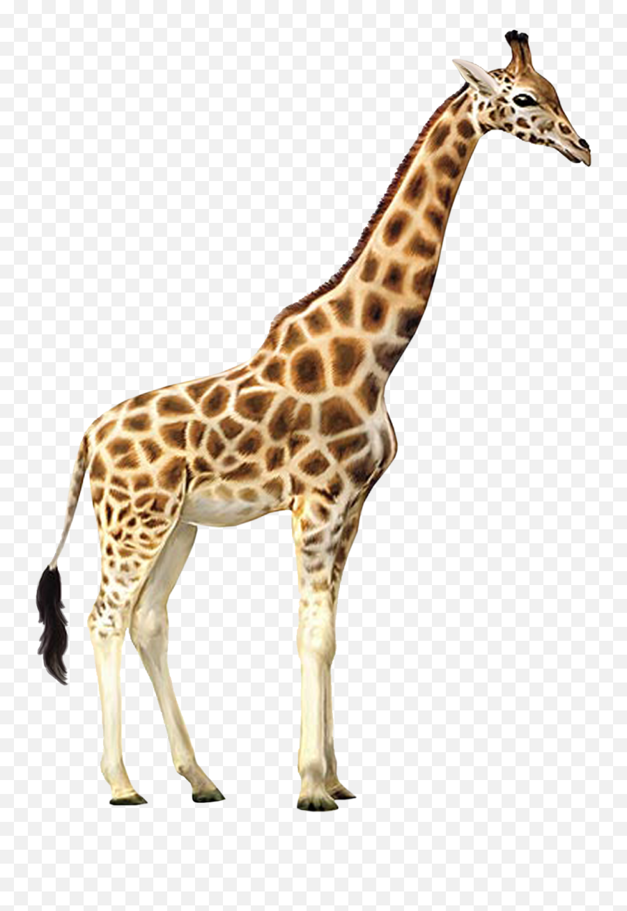 Free Transparent Giraffe Png Download - Giraffe Transparent Background Emoji,Giraffe Emoji
