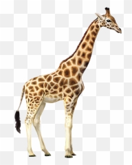 Free Transparent Giraffe Png Download - Giraffe Transparent Background Emoji,Giraffe Emoji