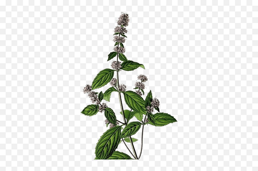 Corn Mint Wild Mint Oil - Urticaceae Emoji,What Emotion Does Mint Represent