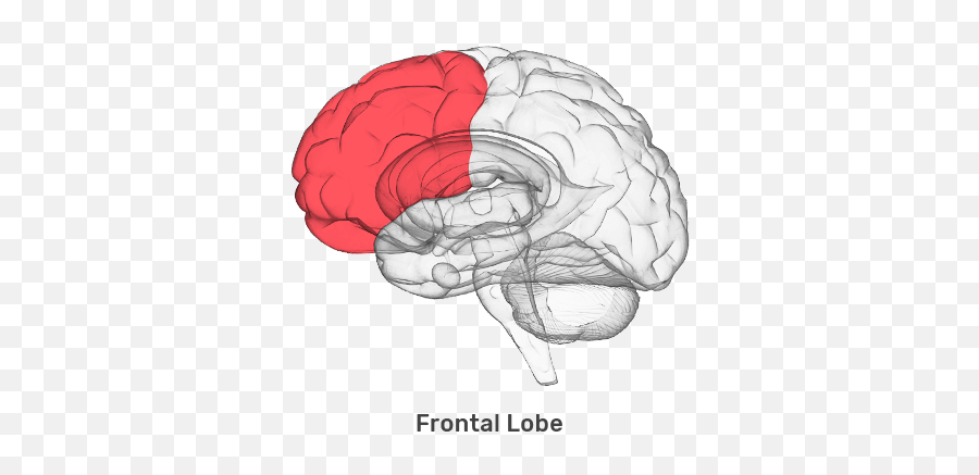 The Fasd Brain Fasd Hub - Amygdala Emoji,Emotion Control Breain