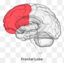 The Fasd Brain Fasd Hub - Amygdala Emoji,Emotion Control Breain