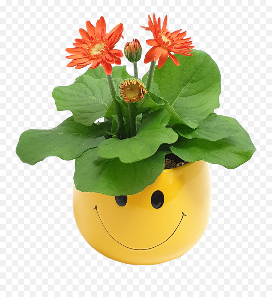 90mm Gerbera In Smile Ceramic - Gerbera Jamesonii Bunnings Happy Emoji,Emoticon For A Pot