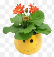 90mm Gerbera In Smile Ceramic - Gerbera Jamesonii Bunnings Happy Emoji,Emoticon For A Pot