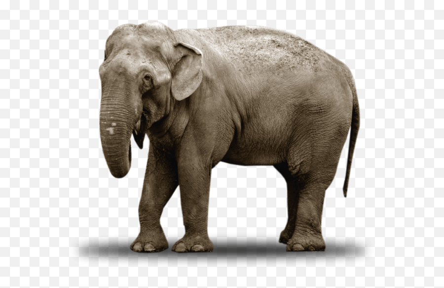 Santuário De Elefantes Brasil - Indian Elephant Emoji,Elephants Emotions Oregon