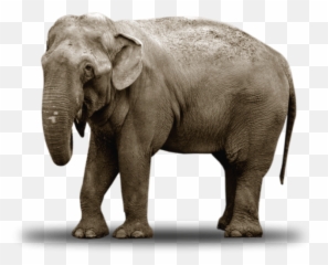 Santuário De Elefantes Brasil - Indian Elephant Emoji,Elephants Emotions Oregon
