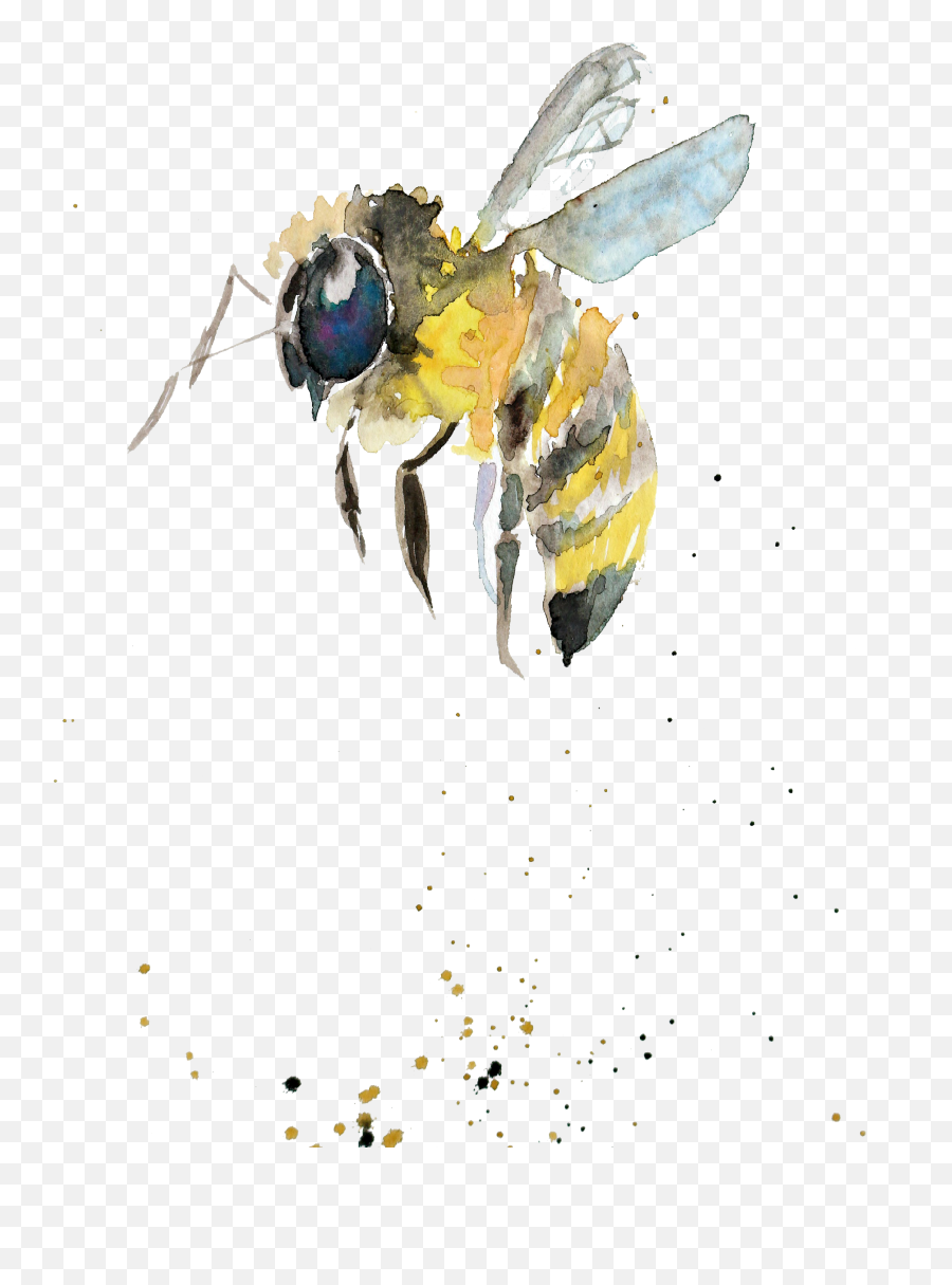 Bumblebee Watercolor Painting Drawing - Parasitism Emoji,Bumblebee Emoji