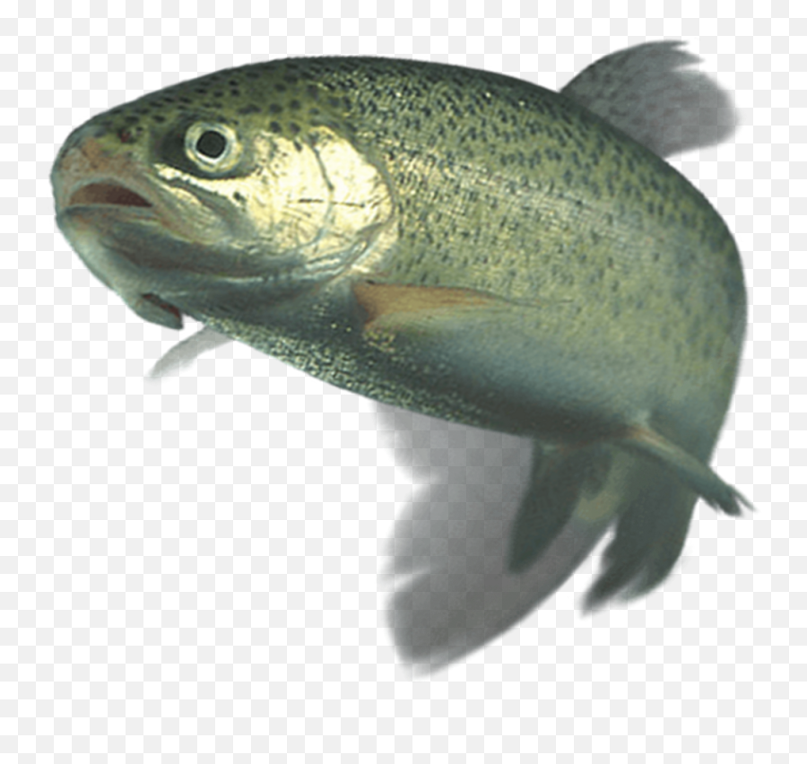 Feeding Habits Of Catfish - Livestock Feeds Plc Emoji,Trout Fish Emoticon Copy And Paste