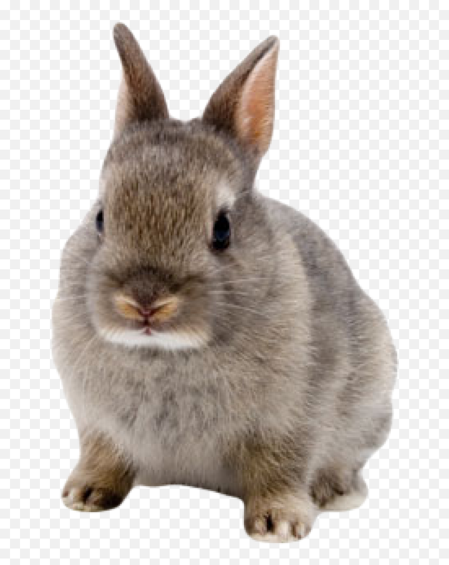 Year Of The Rabbit - Cute Rabbit Transparent Background Emoji,Rabbit Emotions