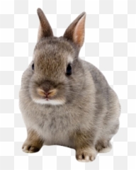 Year Of The Rabbit - Cute Rabbit Transparent Background Emoji,Rabbit Emotions