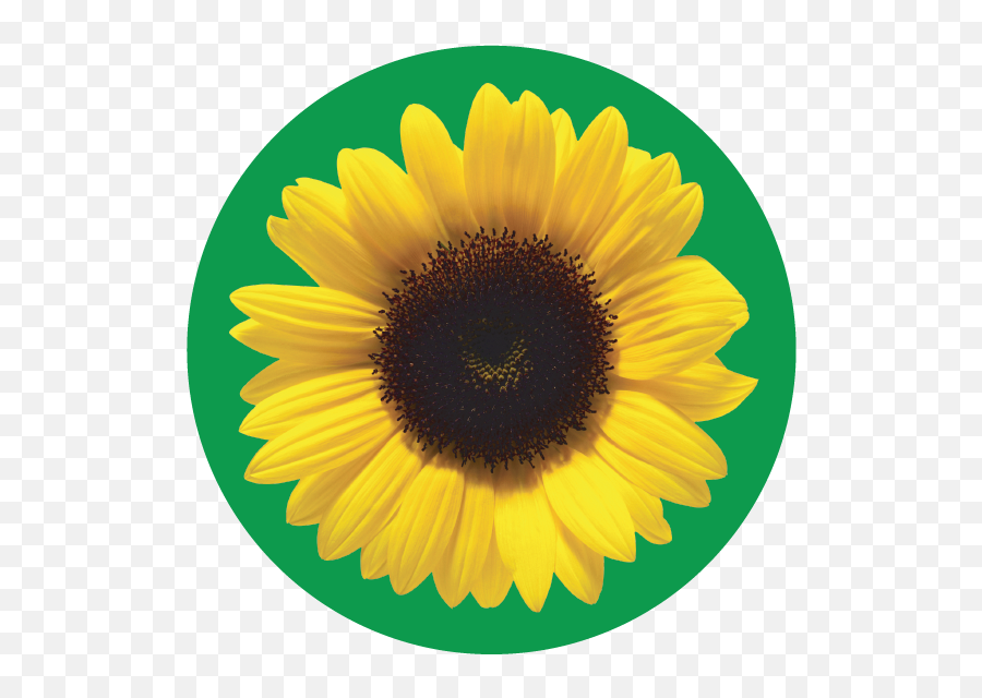 The Sunflower Icons Emoji,Free Sunflower Emojis