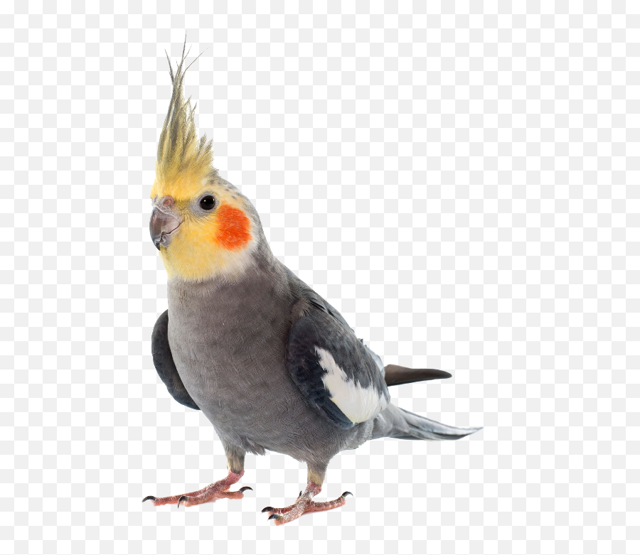 Cockatiels - Leash For Birds Emoji,Cockatiel Emotions
