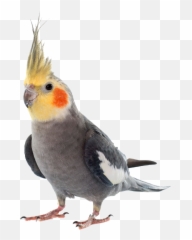 Cockatiels - Leash For Birds Emoji,Cockatiel Emotions