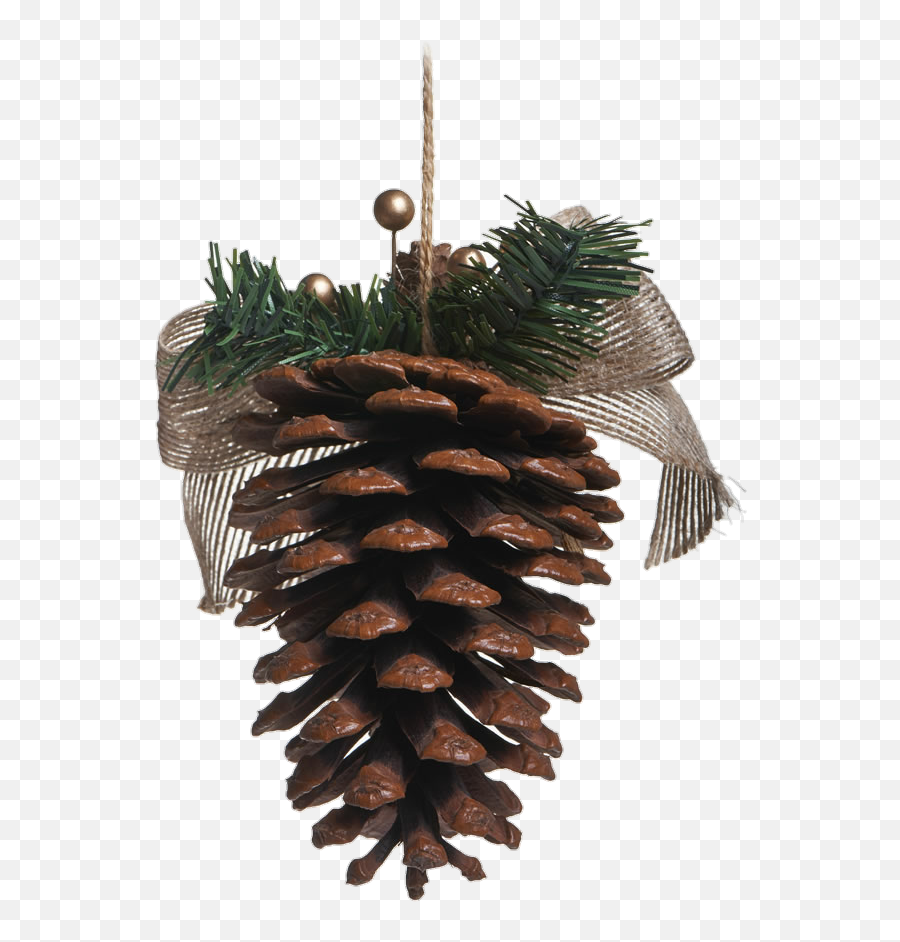 Pine Cone Sticker - Shortleaf Pine Emoji,Pine Cone Emoji