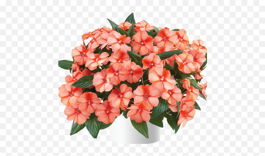 Harmony Apricot Cream - New Guinea Impatiens Harmony Apricot Cream Emoji,Madagascar Lace Plant Smile Emoticon