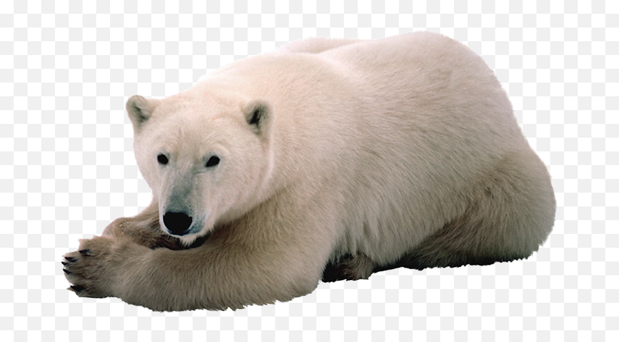 Polar White Bear Png Resolution - Transparent Background Polar Bear Transparent Emoji,Polar Bear Emojis