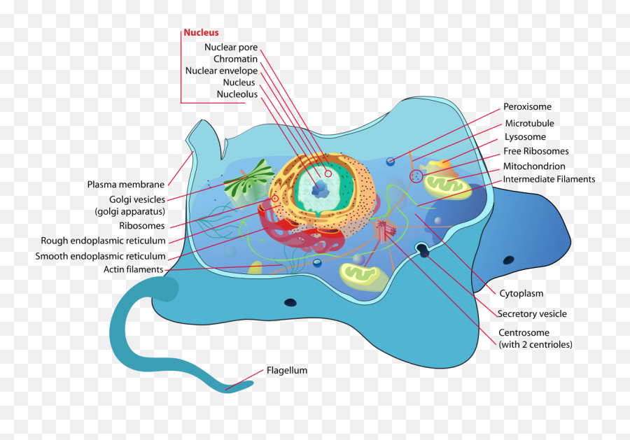 Animal Cell Structure - Animal Cell Diagram In Tamil Emoji,Biology Of Emotions