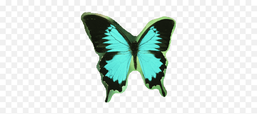 Top Rescue In Idaho Stickers For Android U0026 Ios Gfycat - Framed Butterfly Emoji,Butterfly Emoticon Android