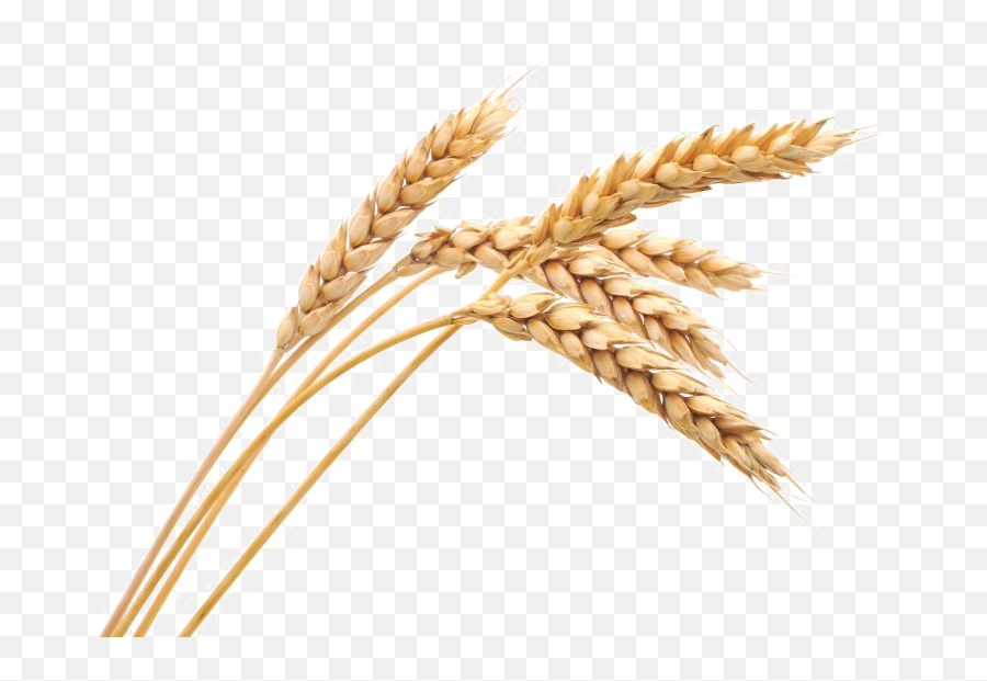 Wheat Png Image Png Arts Emoji,Wheat Emojis