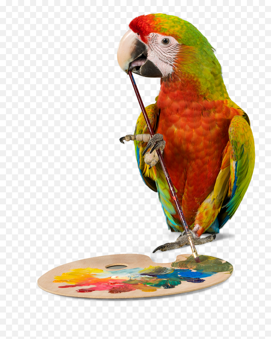 Gifts For Bird Lovers - Gift Bird Emoji,Cockatiel Emotions
