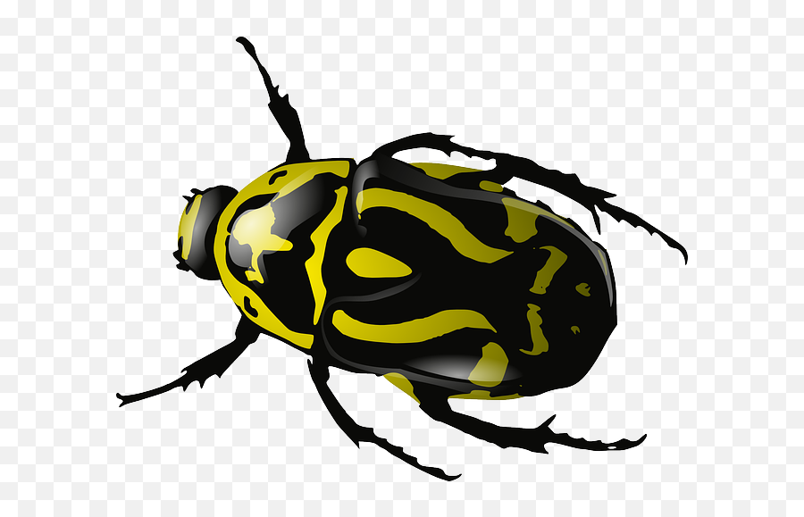 Her Insect Lover Insects As Food Is An Old Idea Butu2026 By - Beetles Clipart Emoji,Capotes Emotion