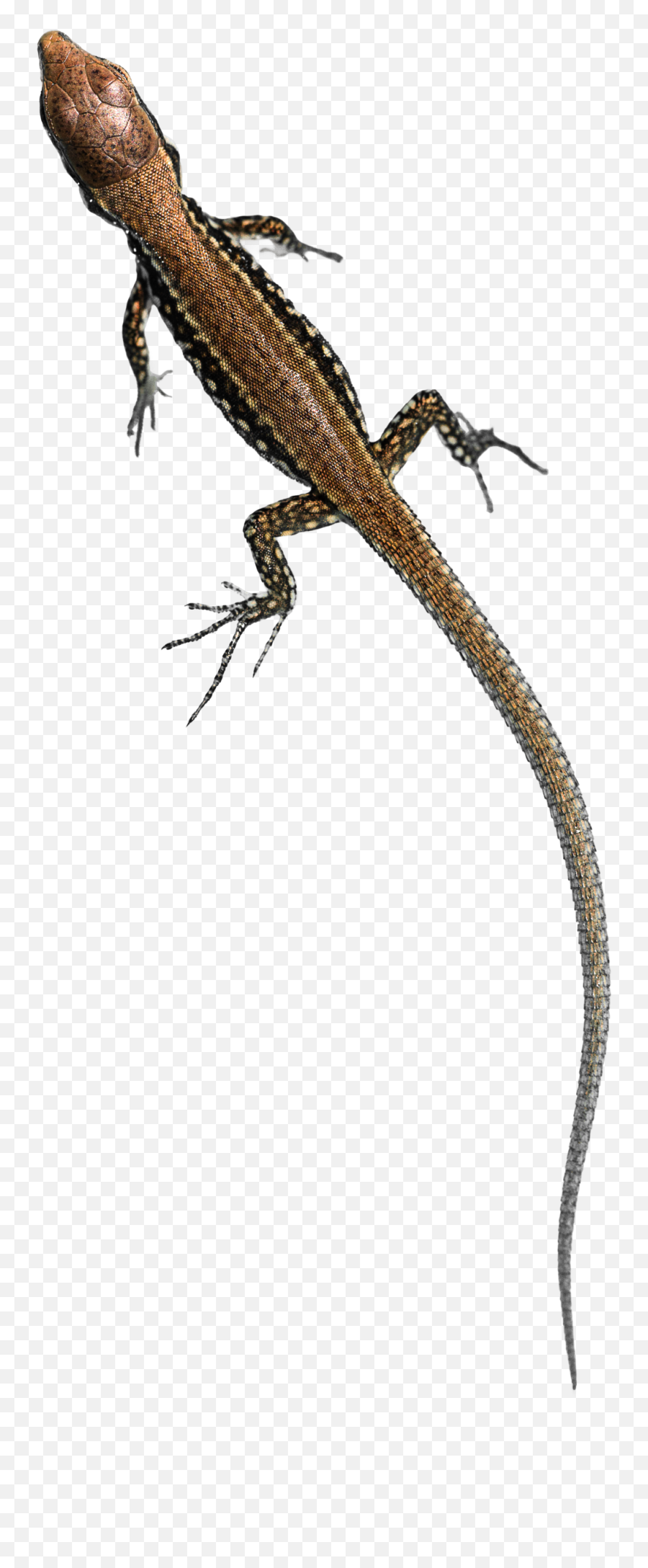 House Lizard Png Pluspng - Transparent Lizard Free Emoji,New Emojis Skink