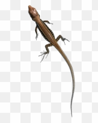 House Lizard Png Pluspng - Transparent Lizard Free Emoji,New Emojis Skink