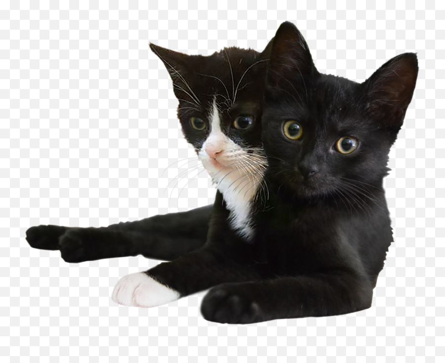 Edit Photos By Konstantinos Konstantinos At Coroflotcom - Domestic Cat Emoji,How Cat Tails Depect Their Emotions. Edit Photos By Konstantinos Konstantinos At Coroflotcom - Domestic Cat Emoji,How Cat Tails Depect Their Emotions.