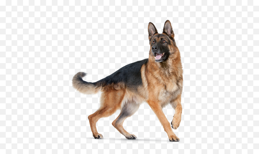 Colorado In Emoji,German Shepherd Dog Barking Emoticon