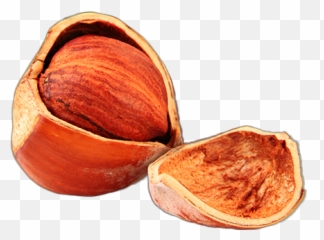 Hazelnut Sticker - Fresh Emoji,Hazelnut Emoji