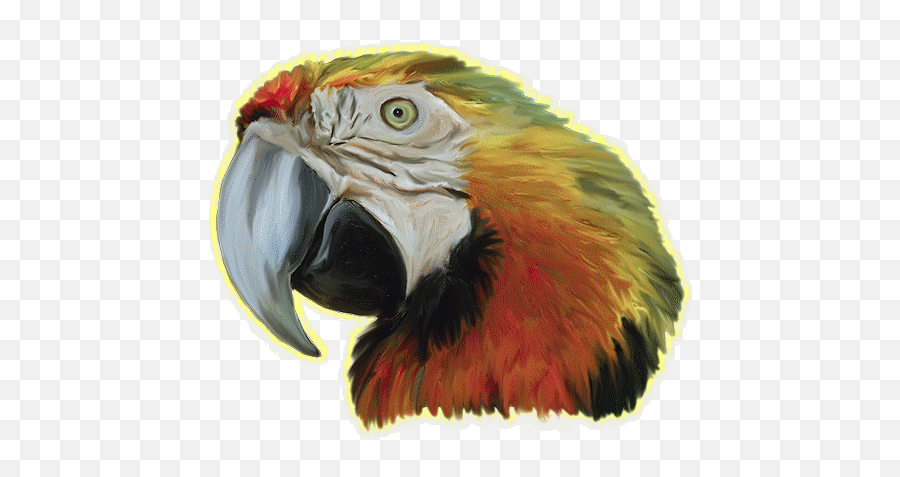 Parrot Glitter Gifs - Papegaai Gif Emoji,Parrot Emoticon