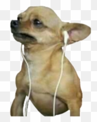 Download Sad Chihuahua - Soundcloud Tests On Animals Emoji,Chihuahua Emoji