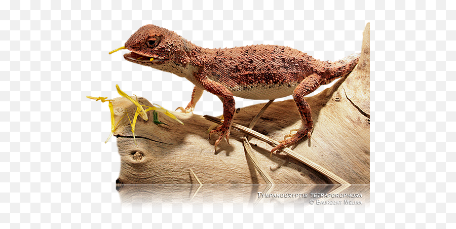 Vivariumsreptilesagamidtympanocryptis Tropical - Hobbies Agamid Lizards Emoji,Do Bearded Dragons Change Color Do To Emotion