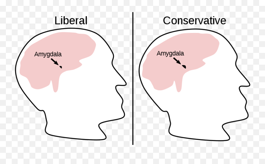 Biology And Political Orientation - The Reader Wiki Reader Liberal Brain Emoji,Cognitive Science Emotion Wiki